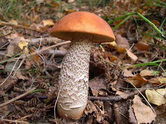 kozák dubový Leccinum aurantiacum (Bull.) Gray