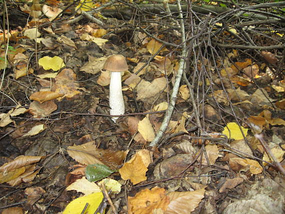 kozák brezový Leccinum scabrum (Bull.) Gray