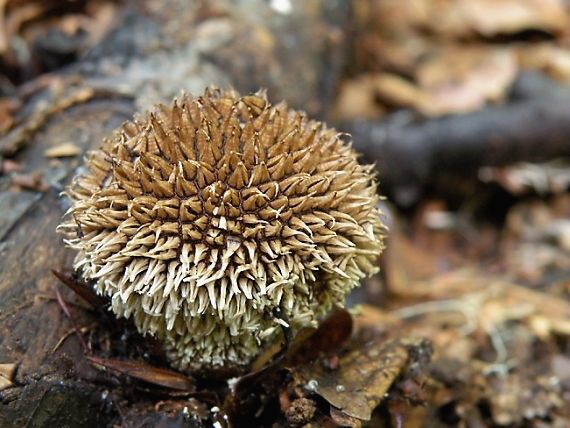 prášnica pichliačová Lycoperdon echinatum Pers.