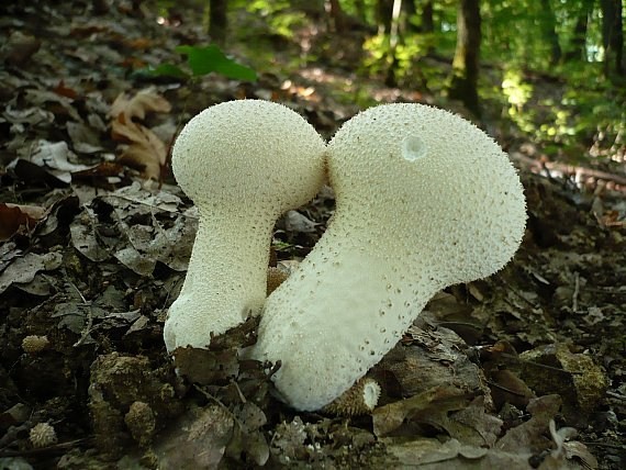 prášnica bradavičnatá Lycoperdon perlatum Pers.