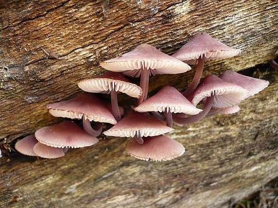 prilbička krvavomliečna Mycena haematopus (Pers.) P. Kumm.