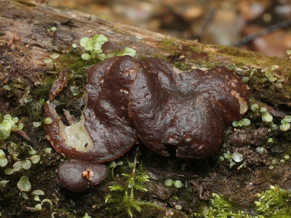 hrubatka fialovočierna Pachyella violaceonigra (Rehm) Pfister