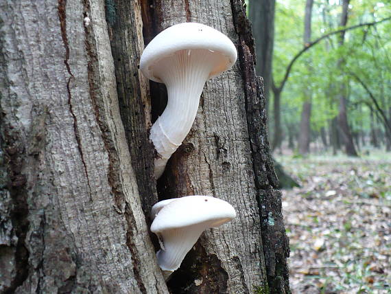 hliva dubová Pleurotus dryinus (Pers.) P. Kumm.