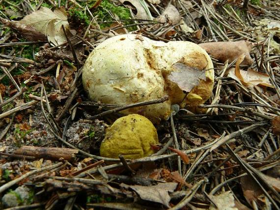 hřib příživný - Suchohríb cudzopasný Pseudoboletus parasiticus  (Bull.) Šutara