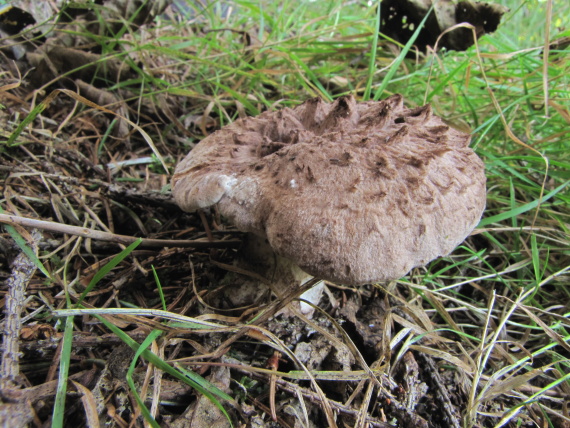 jelenkovec škridlicovitý Sarcodon imbricatus (L.) P. Karst.