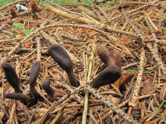 žezlovka srnková Tolypocladium ophioglossoides (J.F. Gmel.) Quandt, Kepler & Spatafora