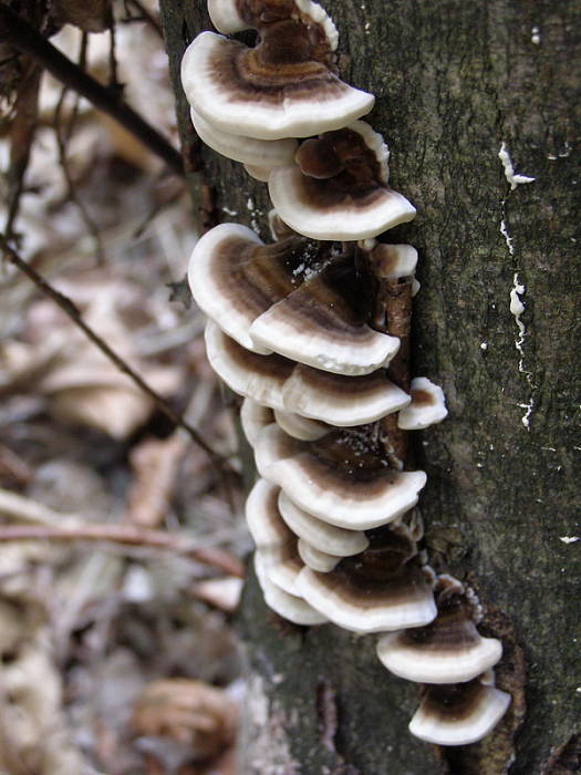 trúdnikovec Trametes sp.