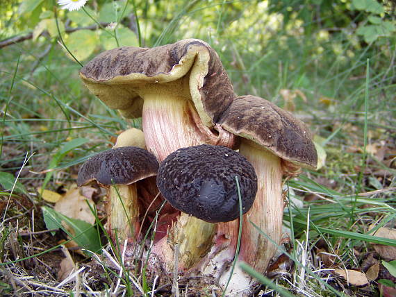 suchohríb Xerocomus sp.