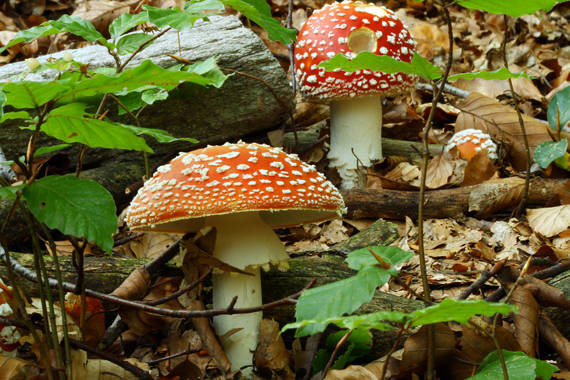 muchotrávka červená Amanita muscaria (L.) Lam.