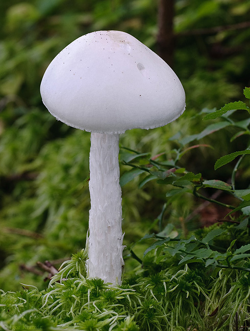 muchotrávka končistá Amanita virosa Bertill.