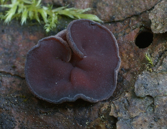 vrtidlovka mäsitá Ascocoryne sarcoides (Jacq.) J.W. Groves & D.E. Wilson