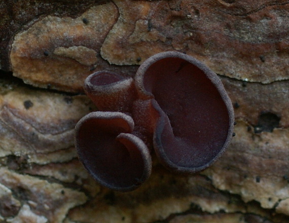 vrtidlovka mäsitá Ascocoryne sarcoides (Jacq.) J.W. Groves & D.E. Wilson