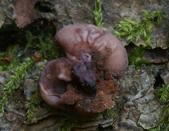 vrtidlovka mäsitá Ascocoryne sarcoides (Jacq.) J.W. Groves & D.E. Wilson