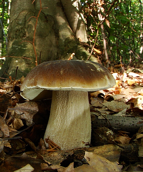 hríb smrekový Boletus edulis Bull.