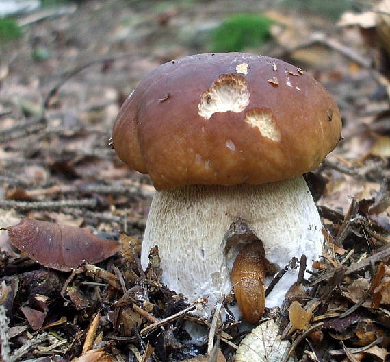 hríb smrekový Boletus edulis Bull.