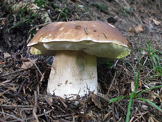 hríb smrekový Boletus edulis Bull.