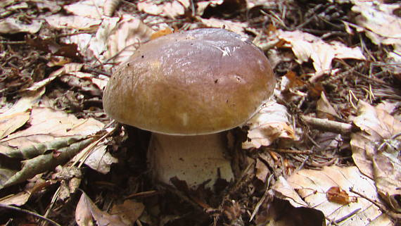 hríb smrekový Boletus edulis Bull.