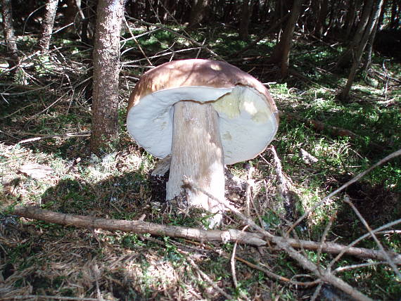 hríb smrekový Boletus edulis Bull.