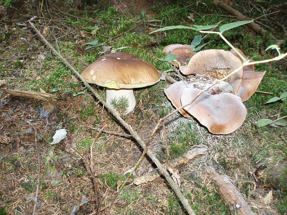 hríb smrekový Boletus edulis Bull.