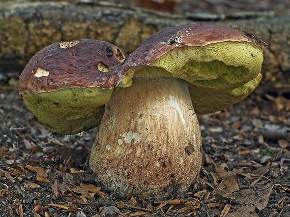 hríb sosnový Boletus pinophilus Pil. et Dermek in Pil.