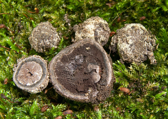 srnka liesková Elaphomyces papillatus var. striatosporus (Kers) A. Paz et Lavoise