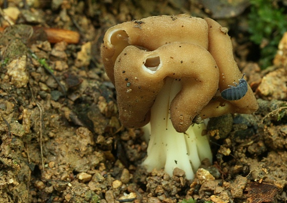 chriapač Helvella sp.