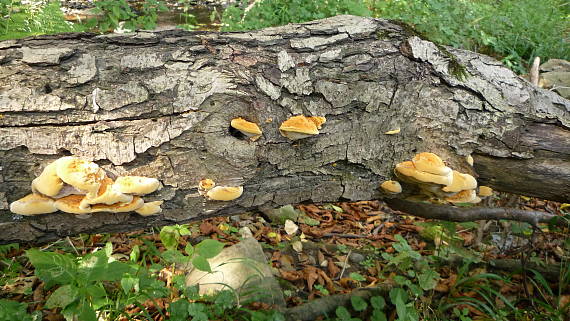 ryšavec lúčový Inonotus radiatus (Sowerby) P. Karst.