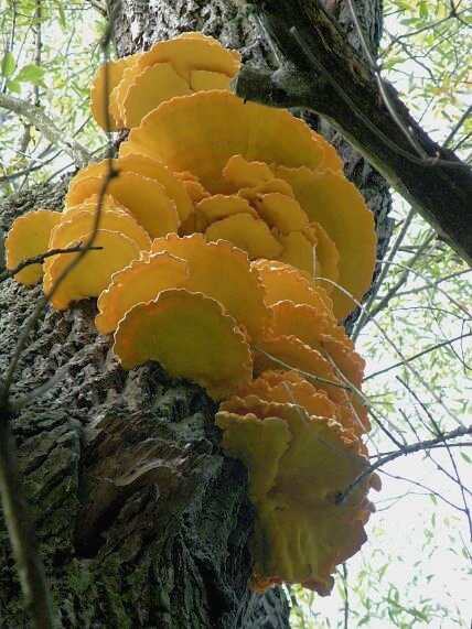 nedostupná úroda Laetiporus sulphureus (Bull.) Murrill