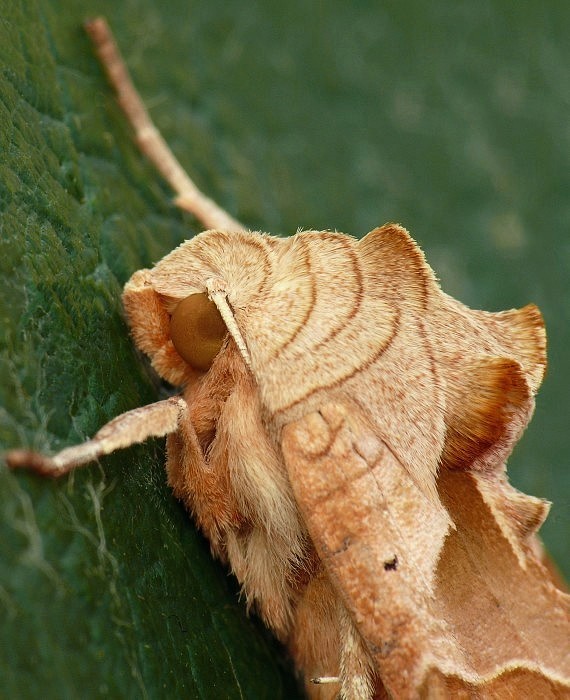 sivkavec mramorovaný Phlogophora meticulosa Linnaeus, 1758