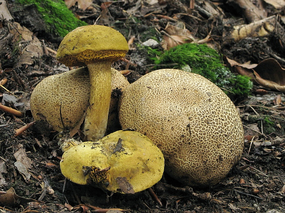 suchohríb cudzopasný Pseudoboletus parasiticus (Bull.) Šutara