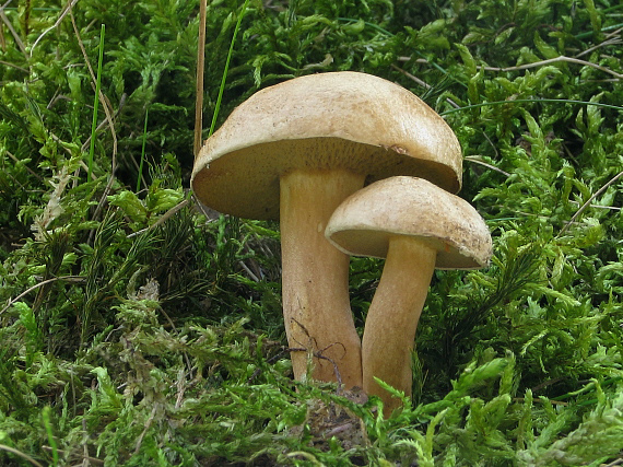 masliak kravský Suillus bovinus (Pers.) Roussel