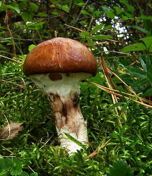 masliak obyčajný Suillus luteus (L.) Roussel