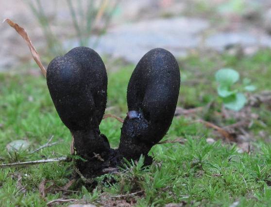 drevnatec kyjakovitý Xylaria polymorpha (Pers.) Grev.