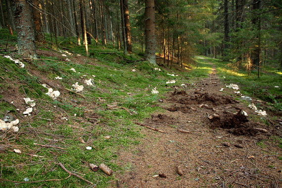 krásnopórovec ovčí - biotop Albatrellus ovinus (Schaeff.) Kotl. & Pouzar