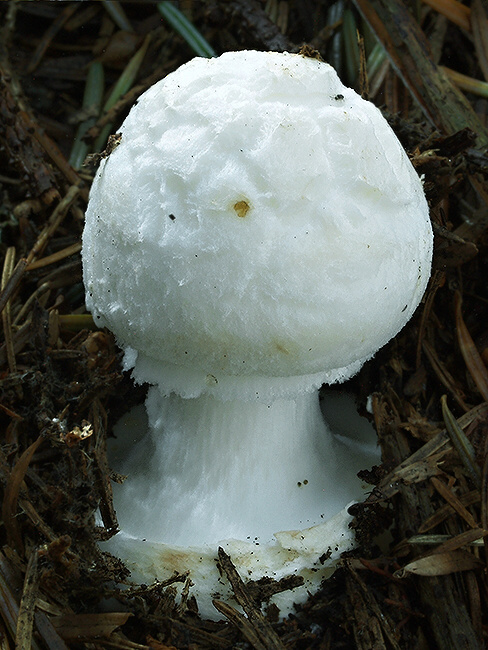 muchotrávka citrónovožltá biela Amanita citrina var. alba (Gillet) Rea