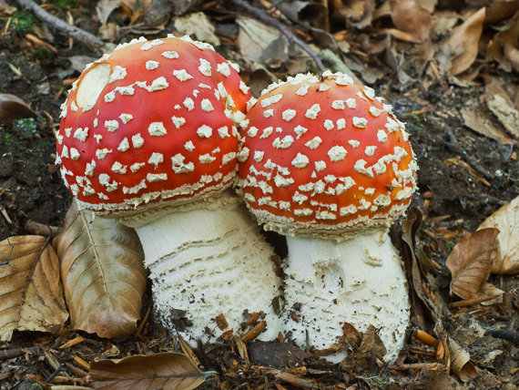 muchotrávka červená Amanita muscaria (L.) Lam.