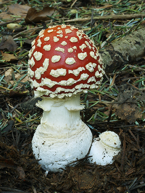 muchotrávka červená Amanita muscaria (L.) Lam.