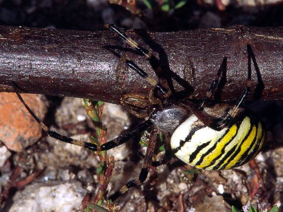 križiak pásavý Argiope bruennichi