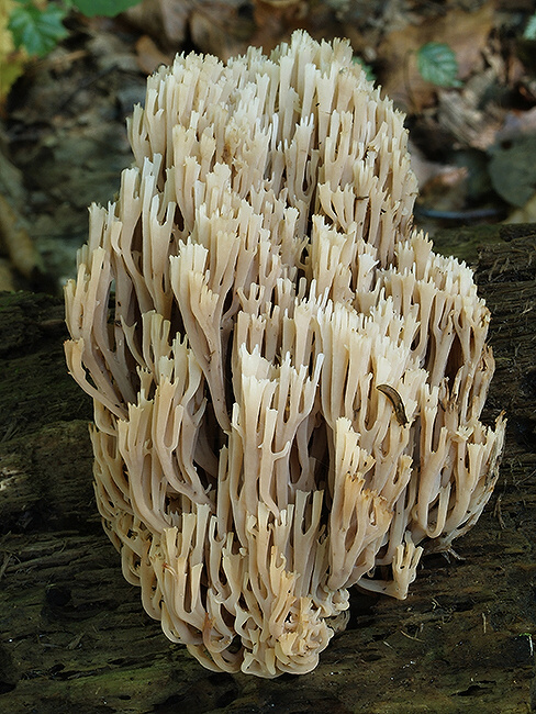 korunovec svietnikovitý Artomyces pyxidatus (Pers.) Jülich