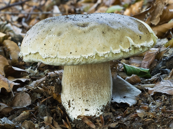 hríb smrekový Boletus edulis Bull.