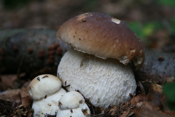 hríb smrekový Boletus edulis Bull.