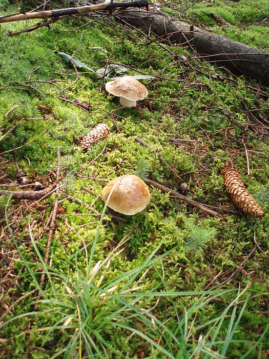 hríb smrekový Boletus edulis Bull.