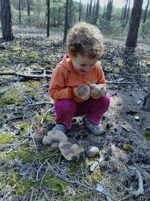 hríb dubový Boletus reticulatus Schaeff. ex Boud.