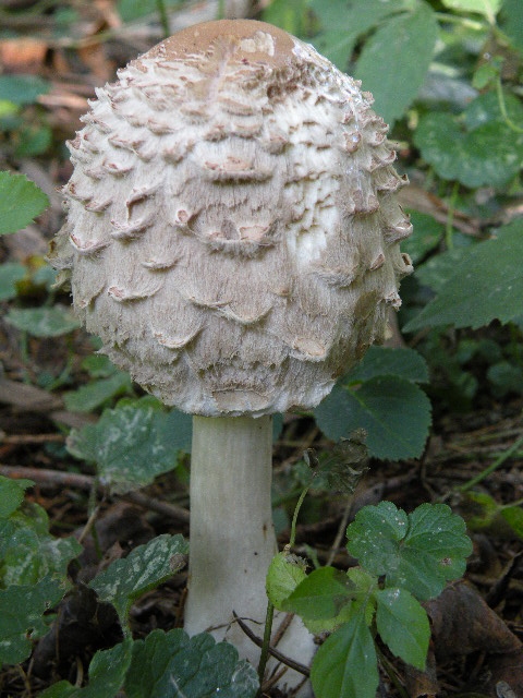 bedľa Olivierova Chlorophyllum olivieri (Barla) Vellinga