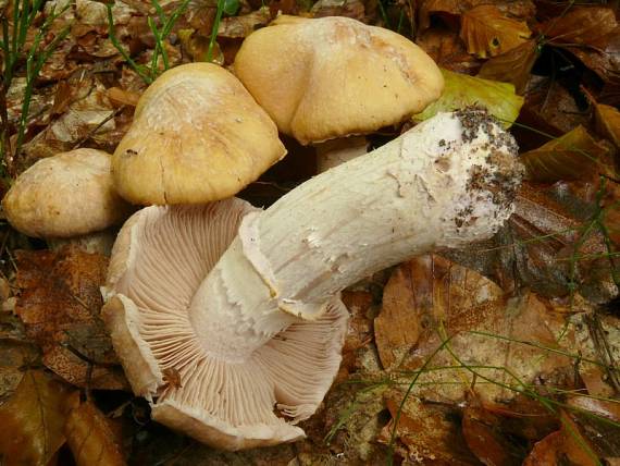 pavučinovec inovaťový Cortinarius caperatus  (Pers.) Fr.