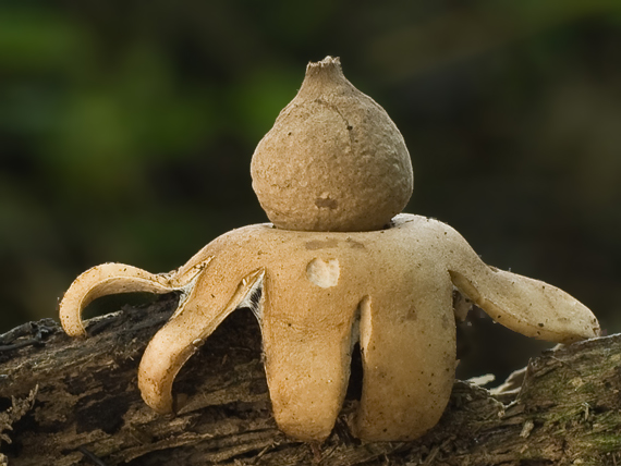 hviezdovka strapkatá Geastrum fimbriatum Fr.