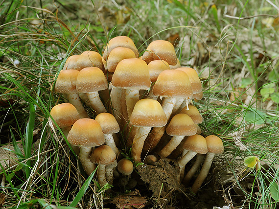 šupinačka menlivá Kuehneromyces mutabilis (Schaeff.) Singer & A.H. Sm.