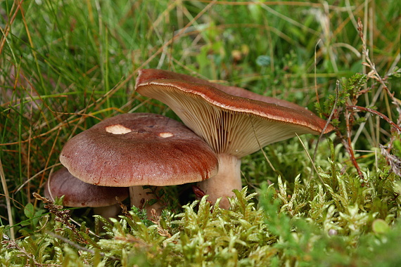 rýdzik Lactarius sp.