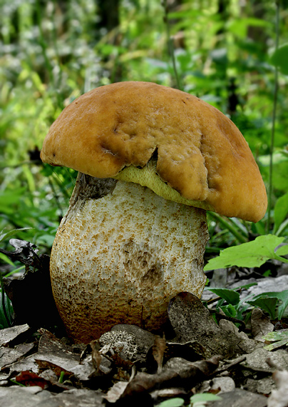 kozák žltopórový Leccinellum crocipodium (Letell.) Della Maggiora & Trassinelli