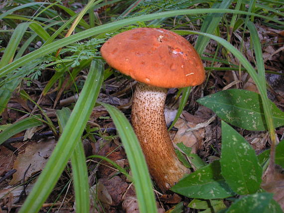 kozák dubový Leccinum aurantiacum (Bull.) Gray